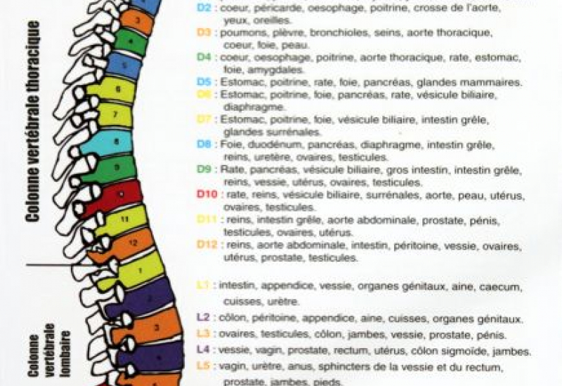 Formation réflexologie vertébrale - Naturelia - Villefranche-sur-Saône