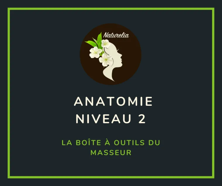 Anatomie avec Michel Alain Girard (niveau 2) : La boîte à outils
