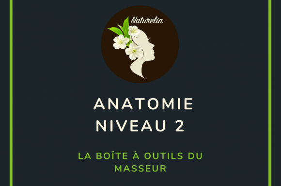 Anatomie avec Michel Alain Girard (niveau 2) : La boîte à outils