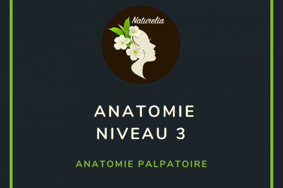 Anatomie avec Michel Alain Girard (niveau 3) : Anatomie Palpatoire