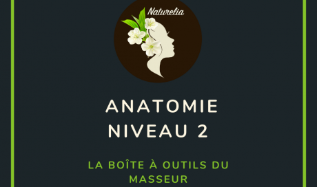 Anatomie avec Michel Alain Girard (niveau 2) : La boîte à outils