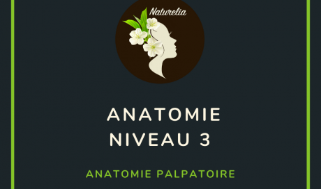 Anatomie avec Michel Alain Girard (niveau 3) : Anatomie Palpatoire
