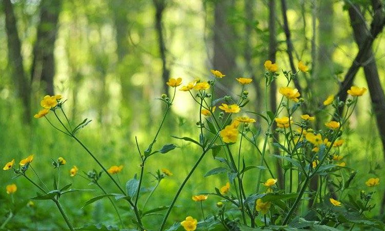 Techniques manuelles détox enseignées par le centre de formation Naturelia deep tissue toxines 